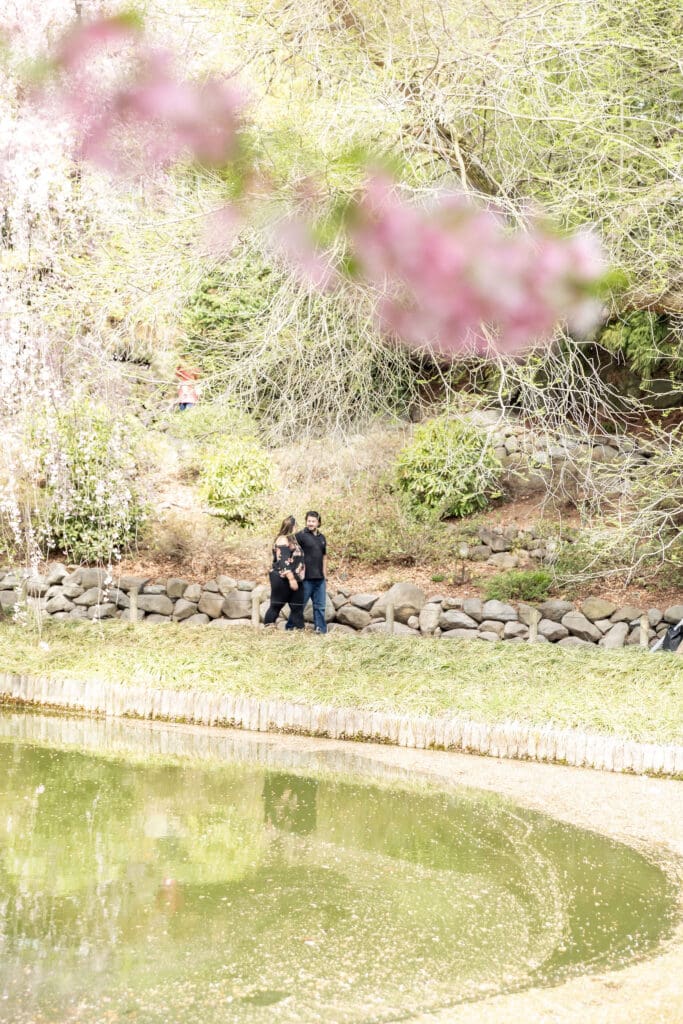 Newlywed couple take spring anniversary photos in the Japanese Garden with the cherry blossoms at the Brooklyn Botanic Garden in Brooklyn, NY.