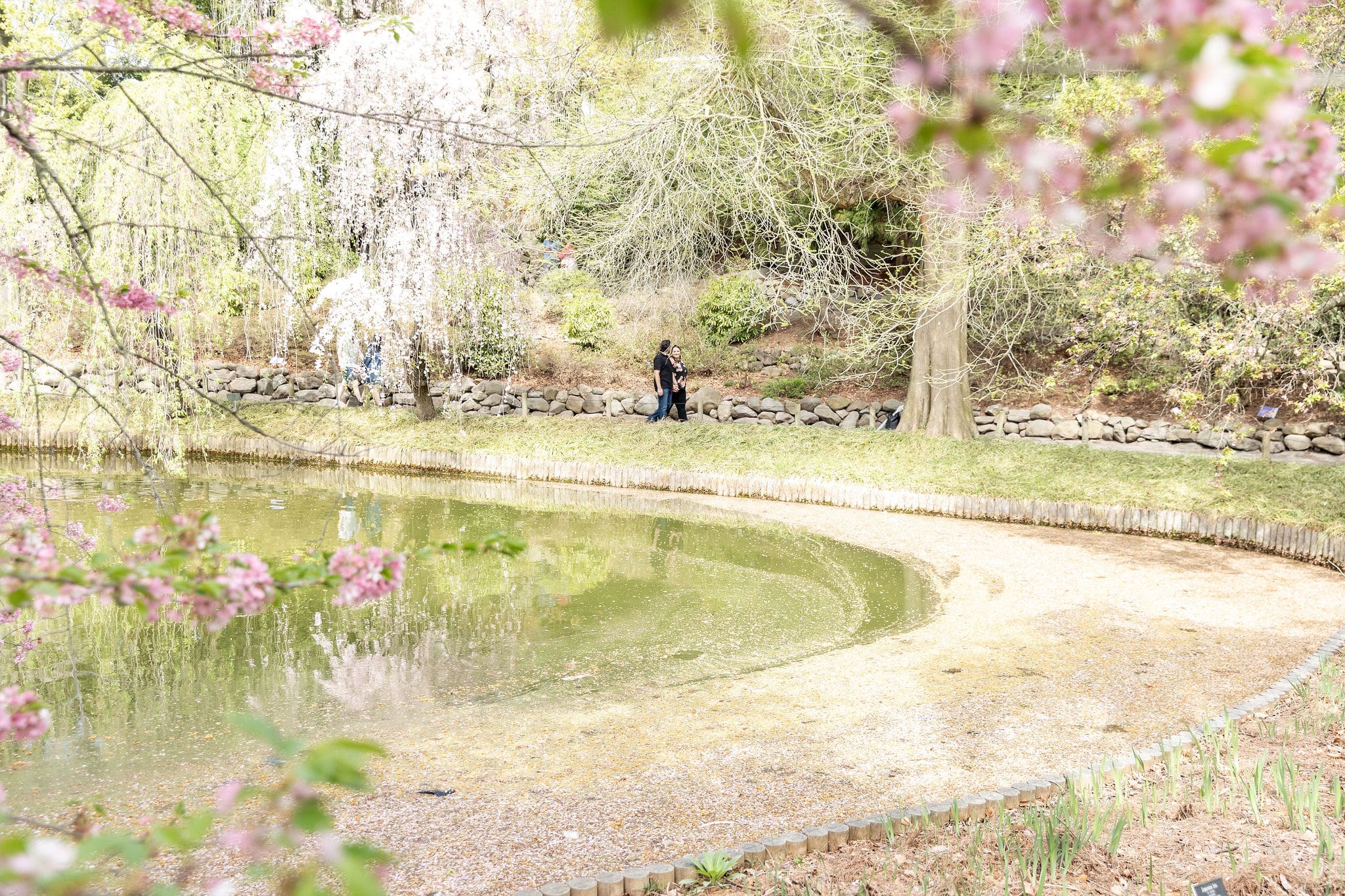 Newlywed couple take spring anniversary photos in the Japanese Garden with the cherry blossoms at the Brooklyn Botanic Garden in Brooklyn, NY.